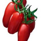 Bio Tomaat San Marzano